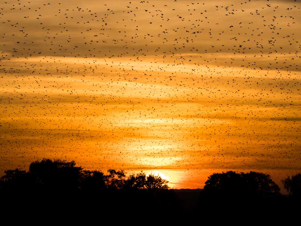 RSPB Ham Wall